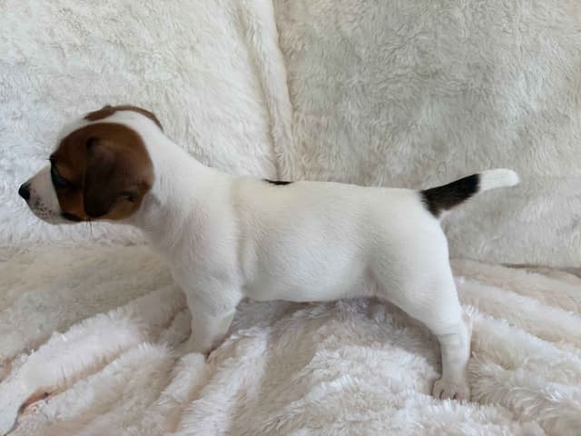 Russell Terrier Puppies media 5