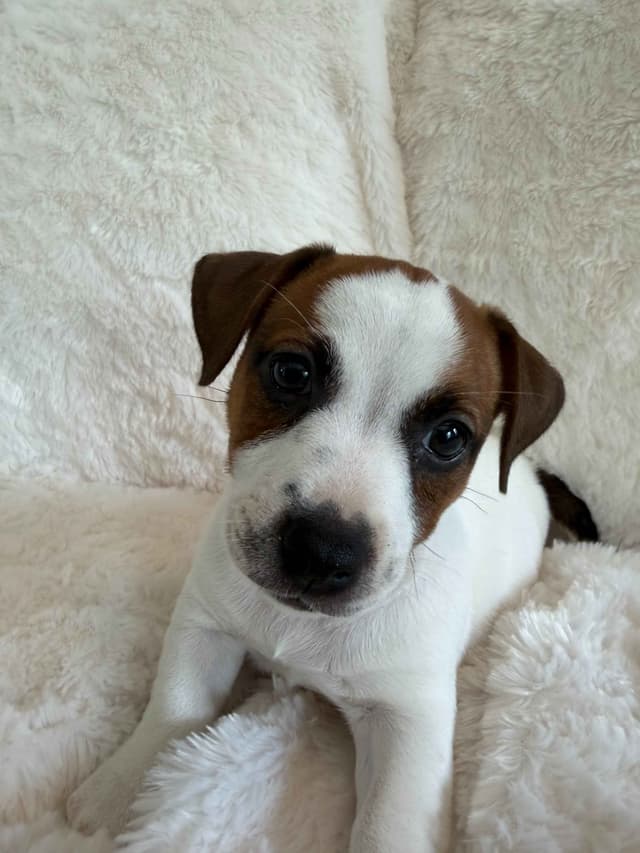 Russell Terrier Puppies media 6