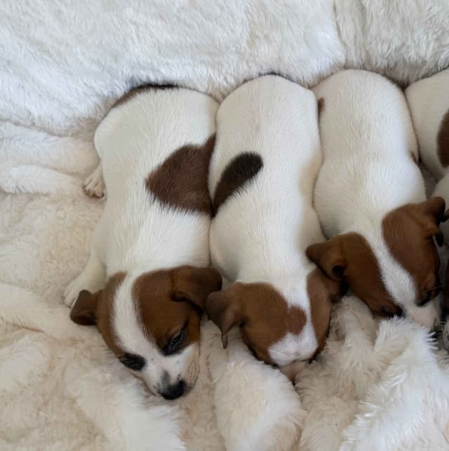 Russell Terrier Puppies media 7
