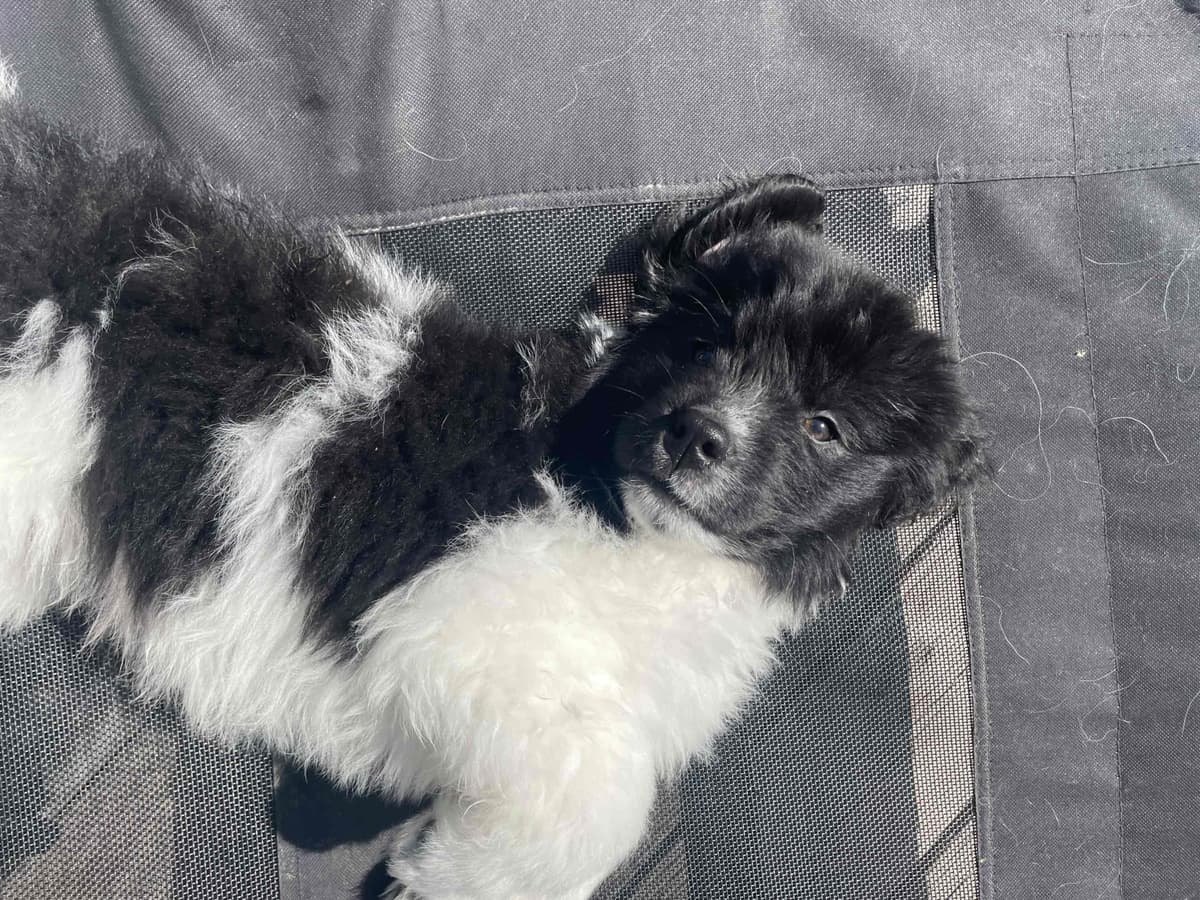 Newfoundland Puppies (Landseer) - Mother's Day Miracles! breeder image 6