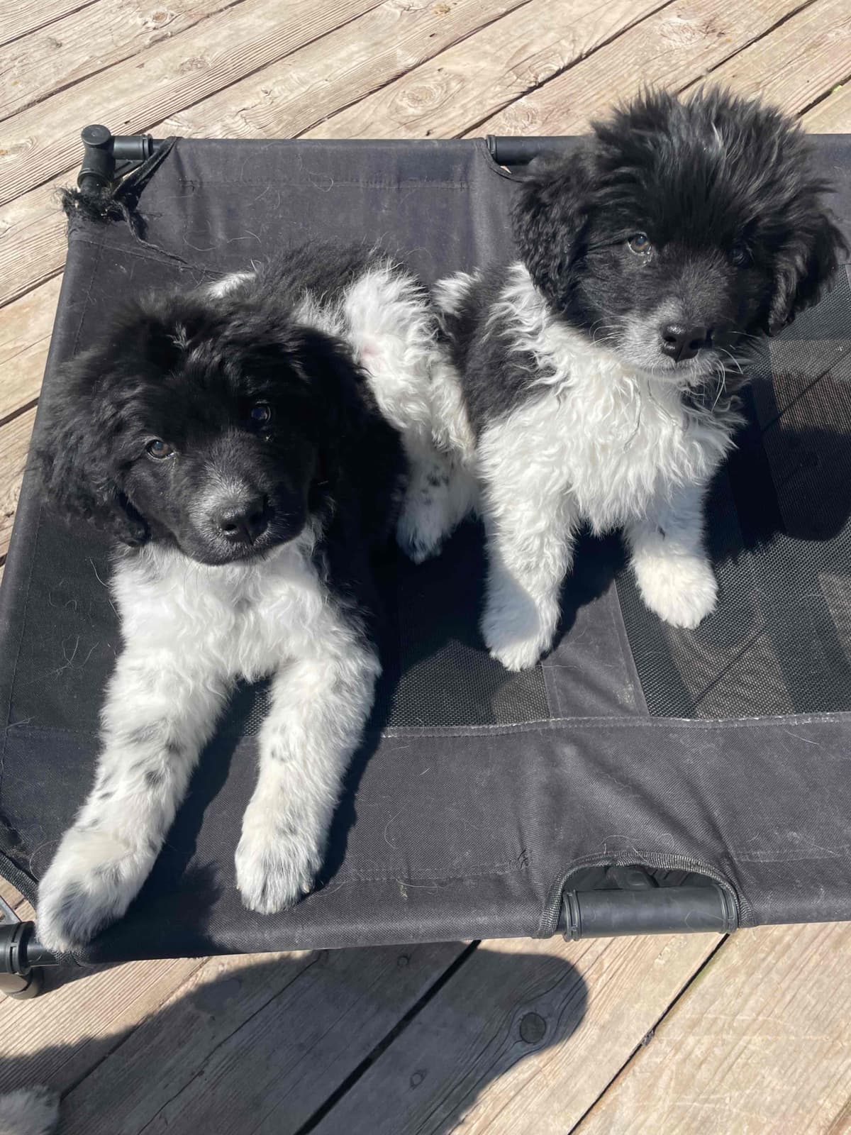 Newfoundland Puppies (Landseer) - Mother's Day Miracles! breeder image 7