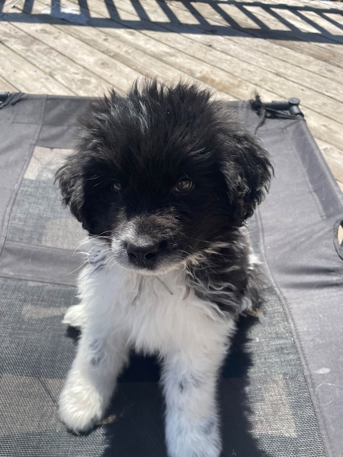Newfoundland Puppies (Landseer) - Mother's Day Miracles! breeder image 8