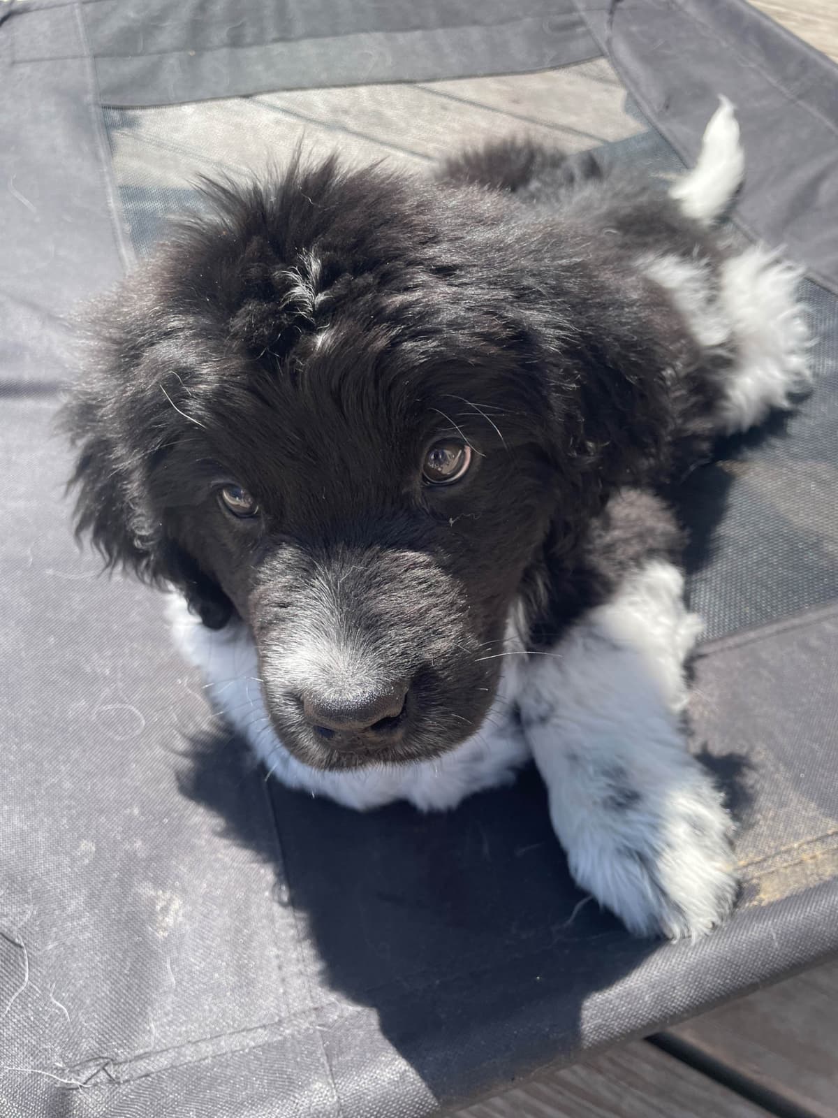 Newfoundland Puppies (Landseer) - Mother's Day Miracles! breeder image 9