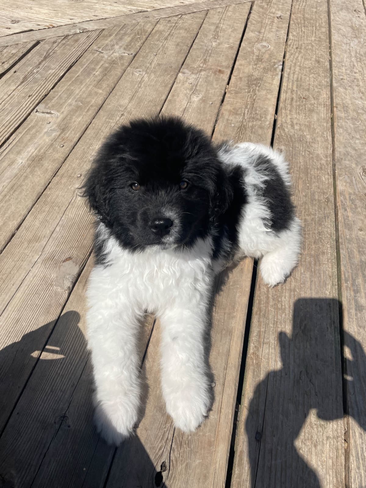 Newfoundland Puppies (Landseer) - Mother's Day Miracles! breeder image 11