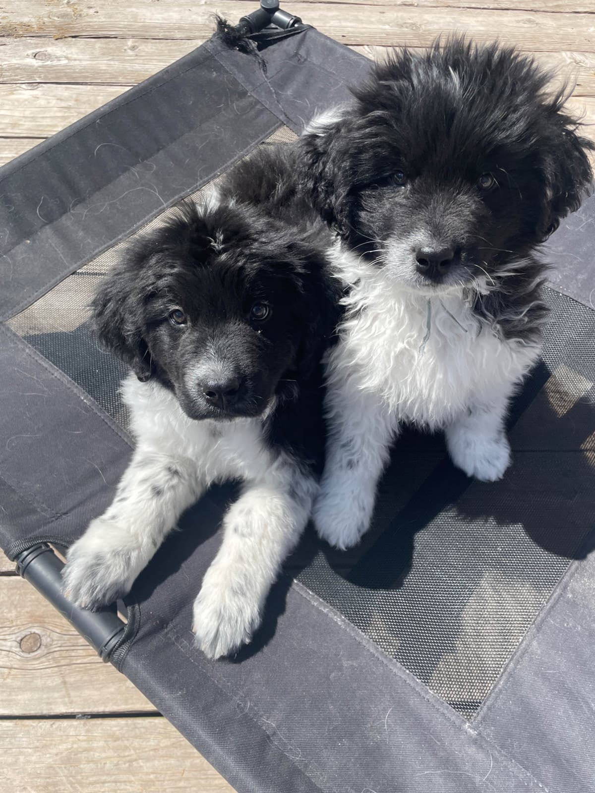 Newfoundland Puppies (Landseer) - Mother's Day Miracles! breeder image 15