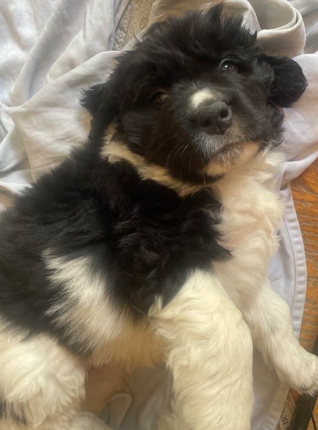 Newfoundland Puppies (Landseer) - Mother's Day Miracles! media 2