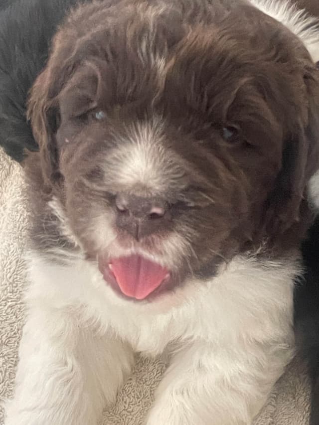 Newfoundland Puppies (Landseer) - Mother's Day Miracles! media 3