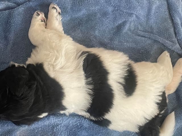 Newfoundland Puppies (Landseer) - Mother's Day Miracles! media 4