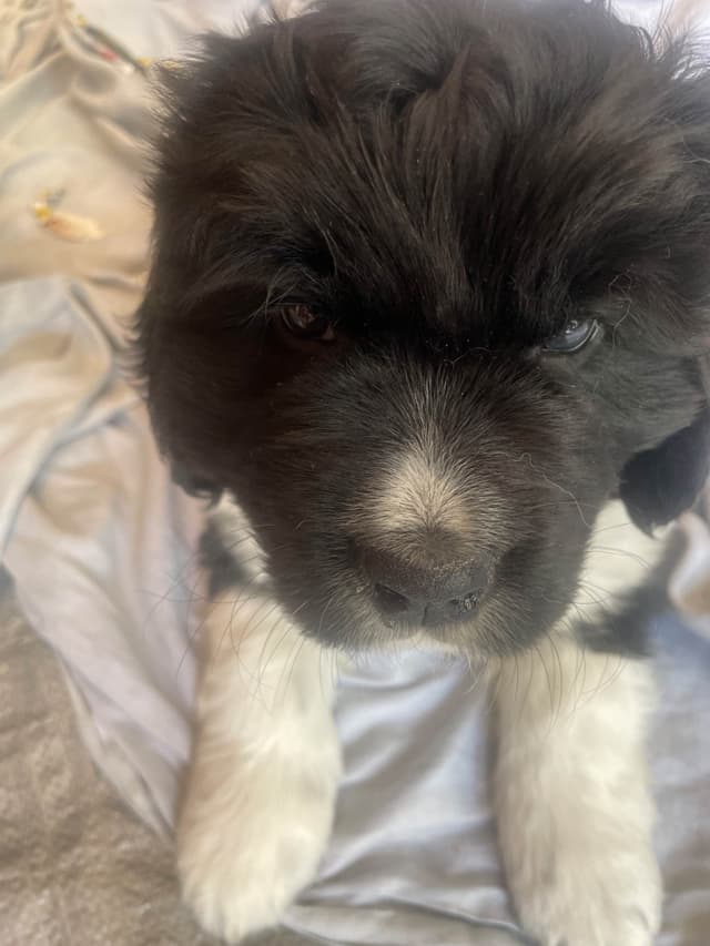 Newfoundland Puppies (Landseer) - Mother's Day Miracles! media 5