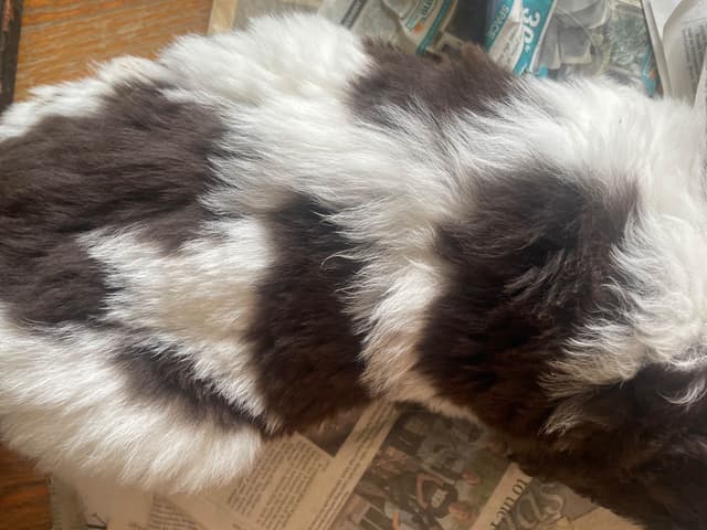 Newfoundland Puppies (Landseer) - Mother's Day Miracles! media 6