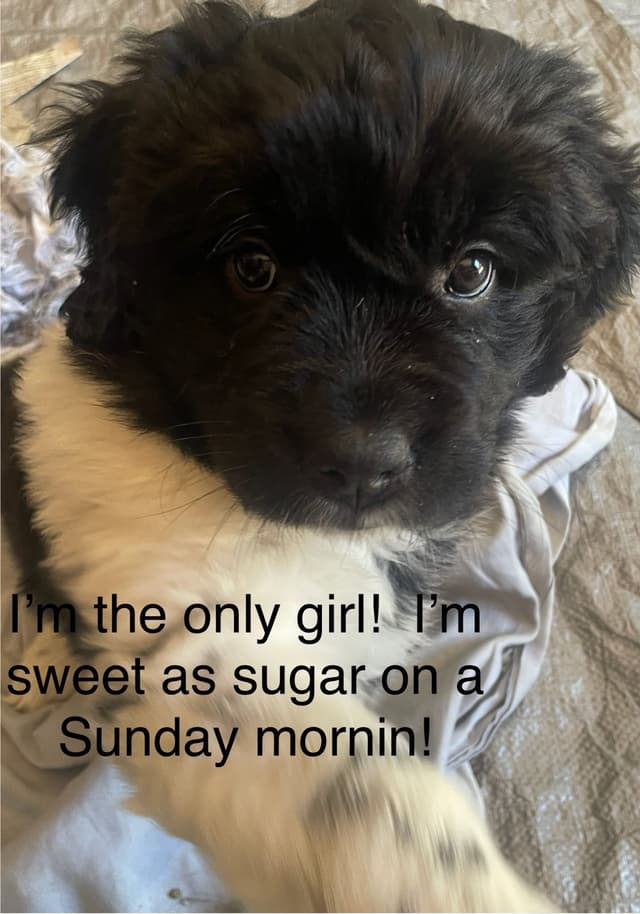 Newfoundland Puppies (Landseer) - Mother's Day Miracles! media 7