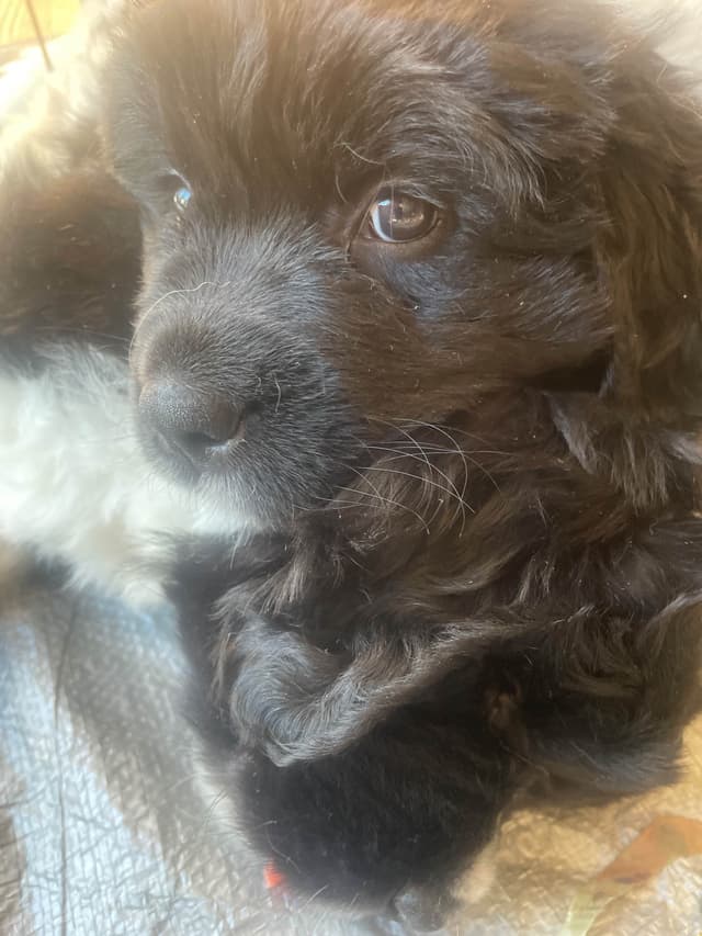 Newfoundland Puppies (Landseer) - Mother's Day Miracles! media 8