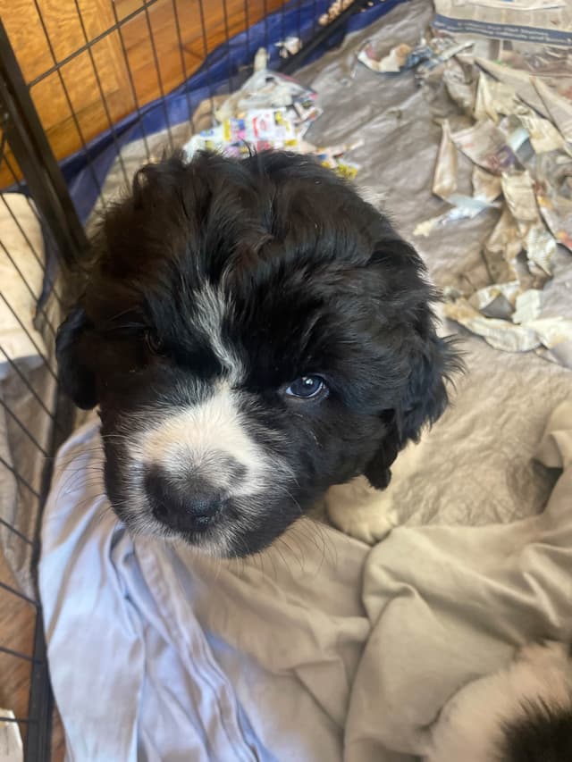 Newfoundland Puppies (Landseer) - Mother's Day Miracles! media 10