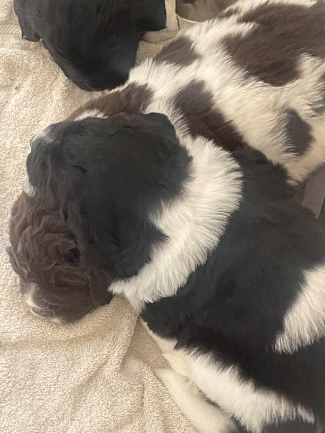 Newfoundland Puppies (Landseer) - Mother's Day Miracles! media 9