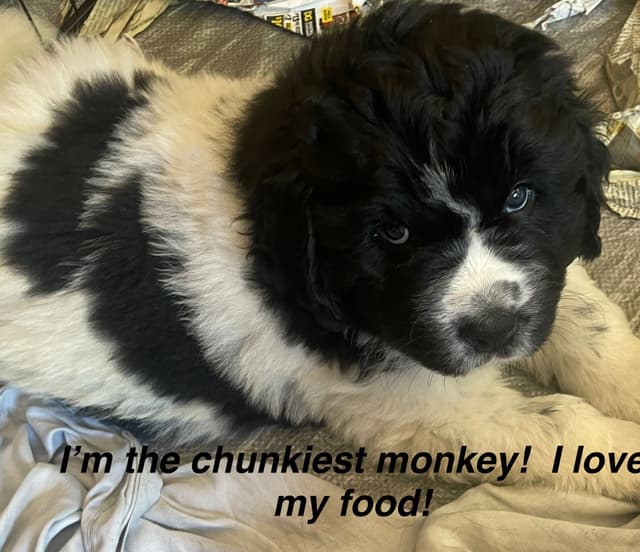 Newfoundland Puppies (Landseer) - Mother's Day Miracles! media 11