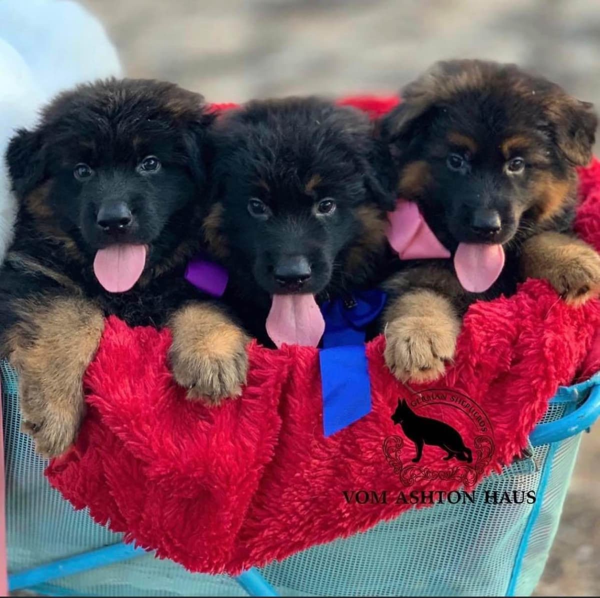 German Shepherd Dog Long coat FEMALE Puppy AVAILABLE breeder image 1