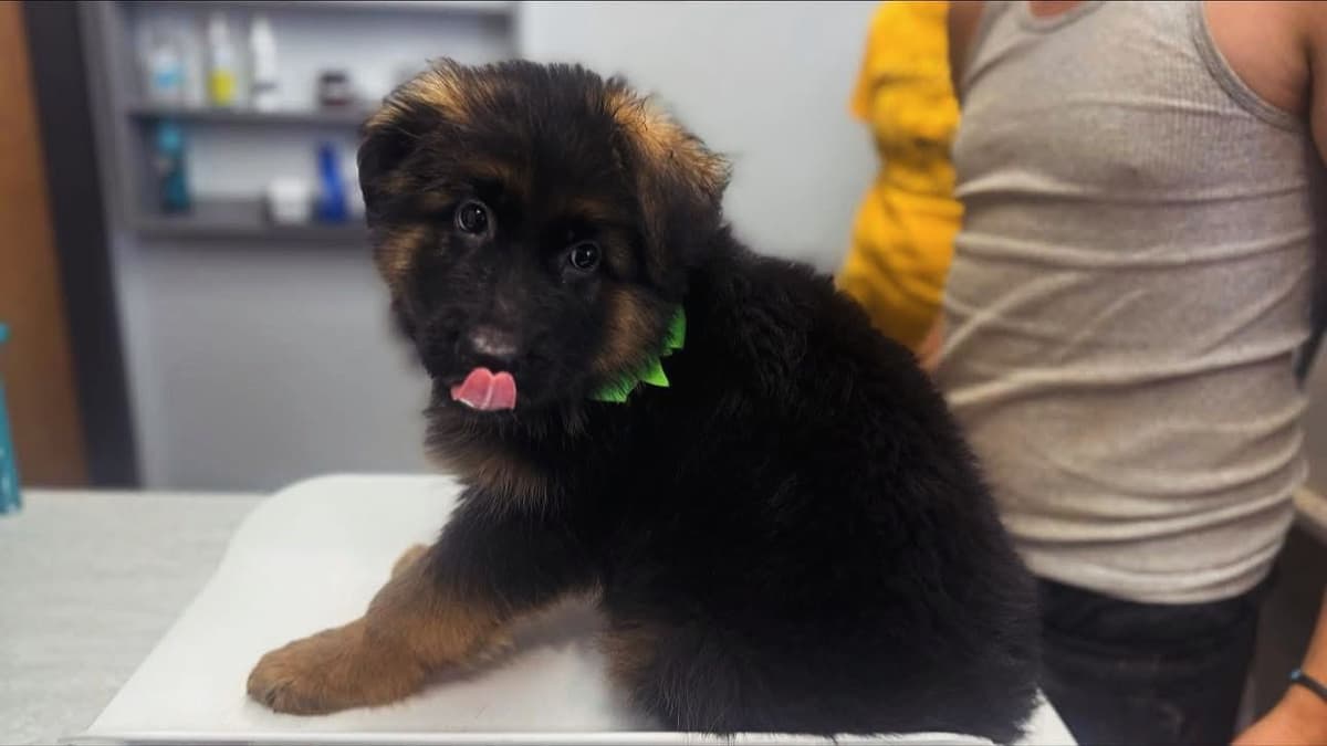German Shepherd Dog Long coat FEMALE Puppy AVAILABLE breeder image 2