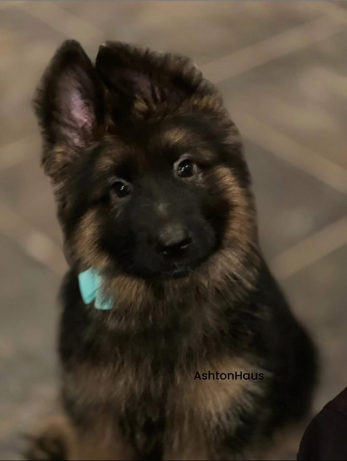 German Shepherd Dog Long coat FEMALE Puppy AVAILABLE breeder image 3