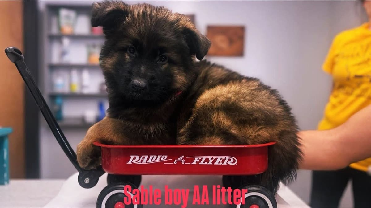 German Shepherd Dog Long coat FEMALE Puppy AVAILABLE breeder image 5