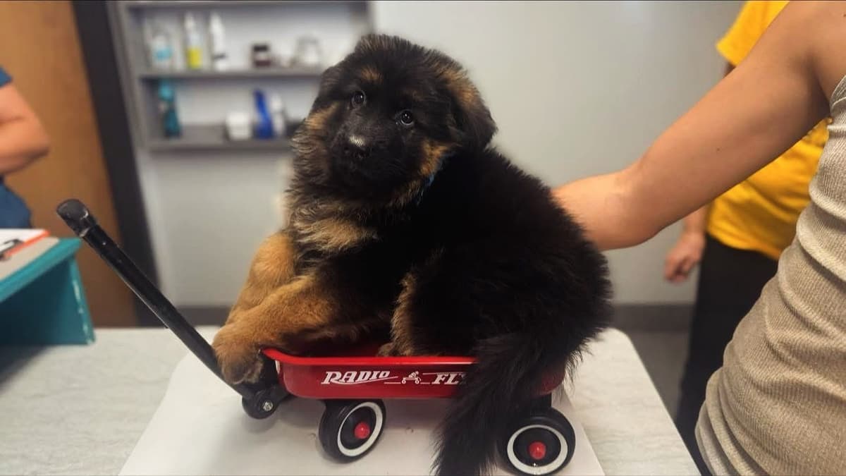 German Shepherd Dog Long coat FEMALE Puppy AVAILABLE breeder image 6