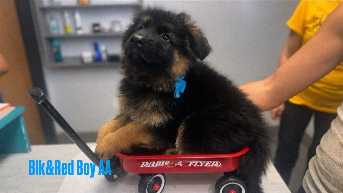 German Shepherd Dog Long coat FEMALE Puppy AVAILABLE breeder image 7