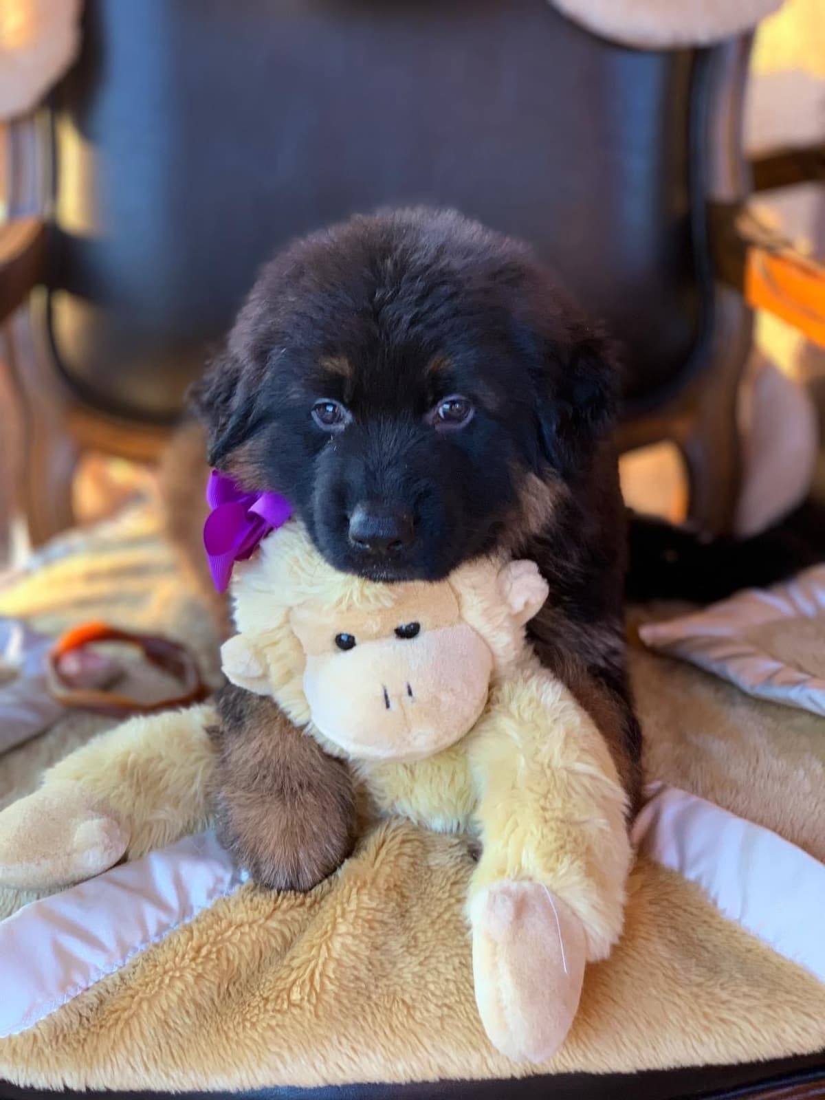 German Shepherd Dog Long coat FEMALE Puppy AVAILABLE breeder image 8