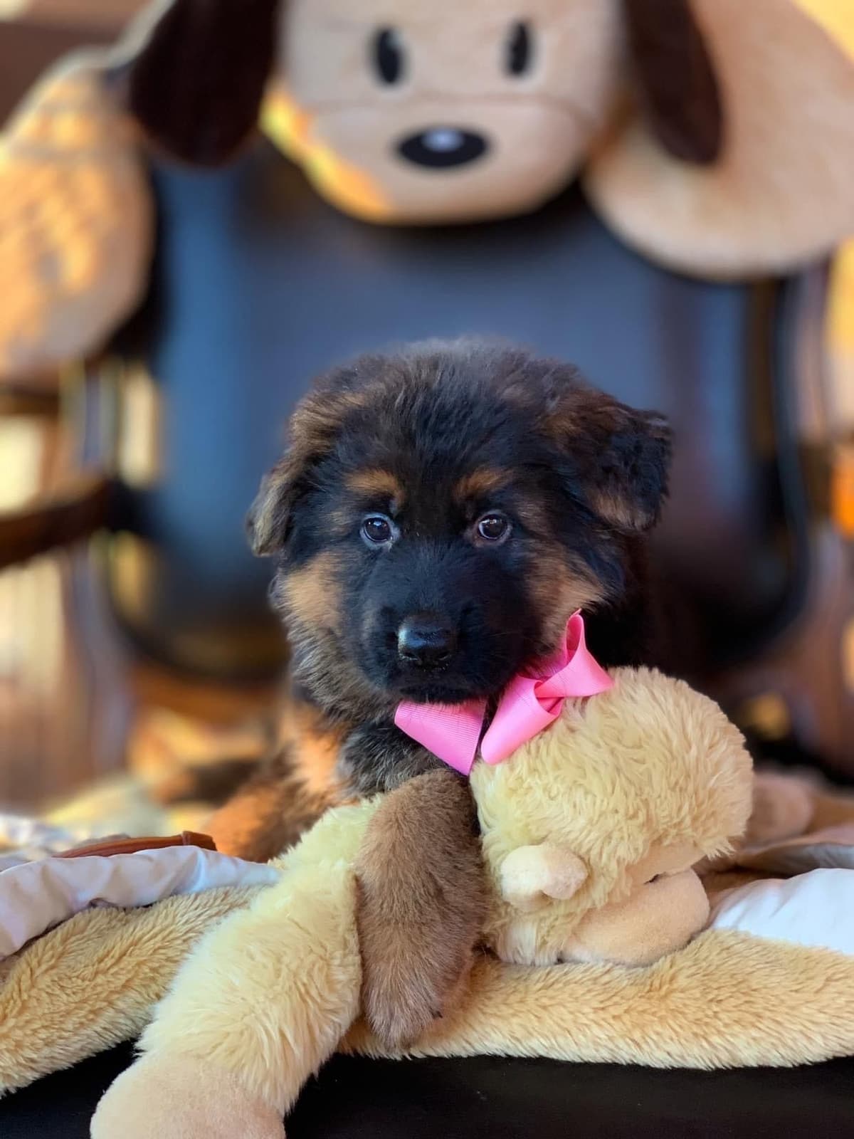 German Shepherd Dog Long coat FEMALE Puppy AVAILABLE breeder image 10