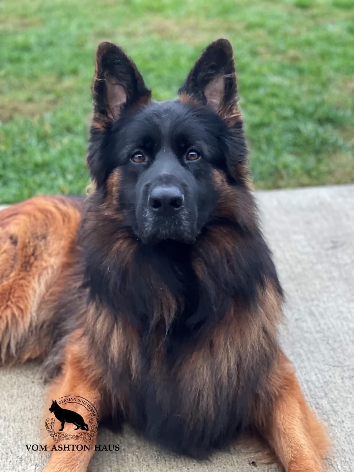 German Shepherd Dog Long coat FEMALE Puppy AVAILABLE breeder image 11