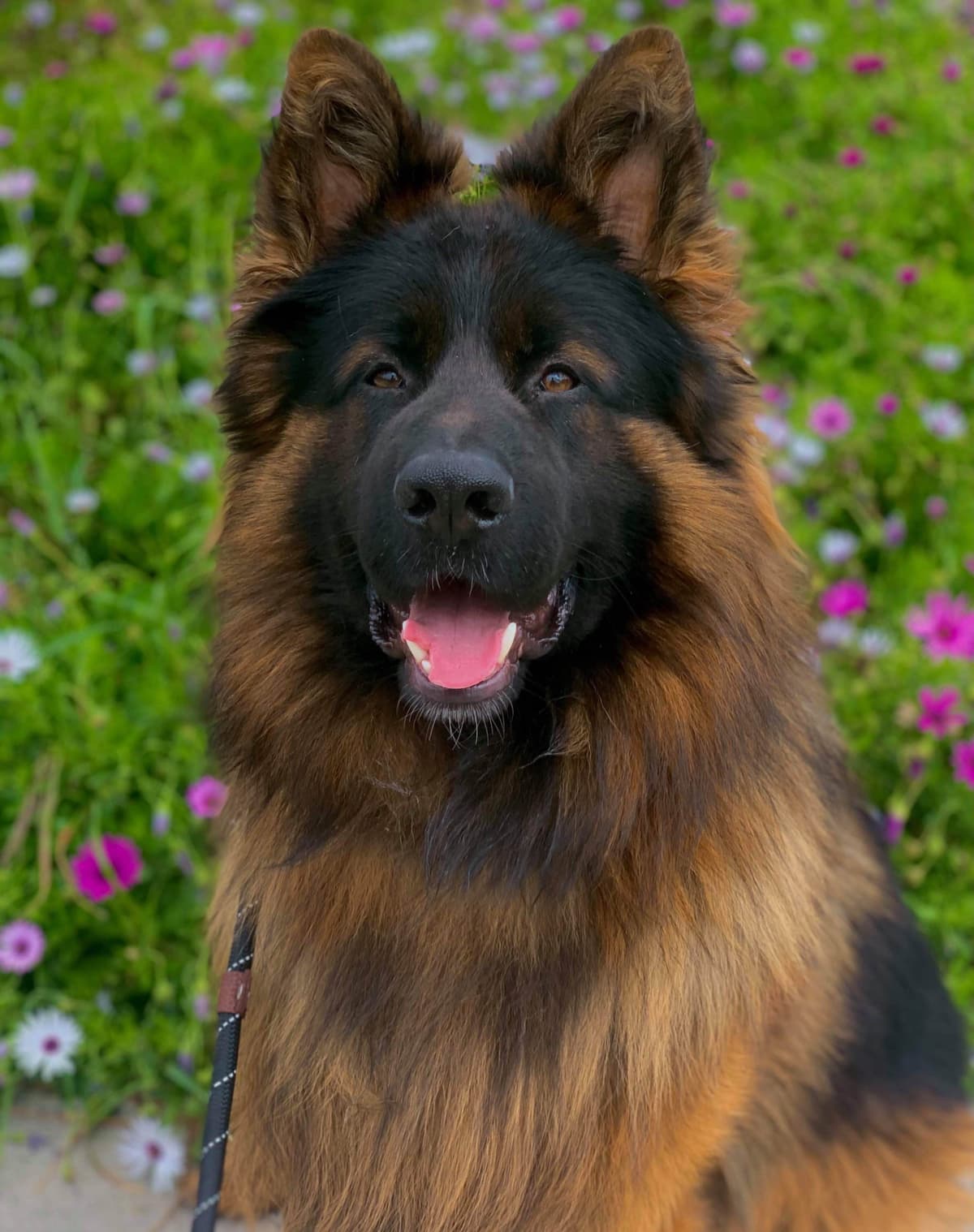 German Shepherd Dog Long coat FEMALE Puppy AVAILABLE breeder image 12