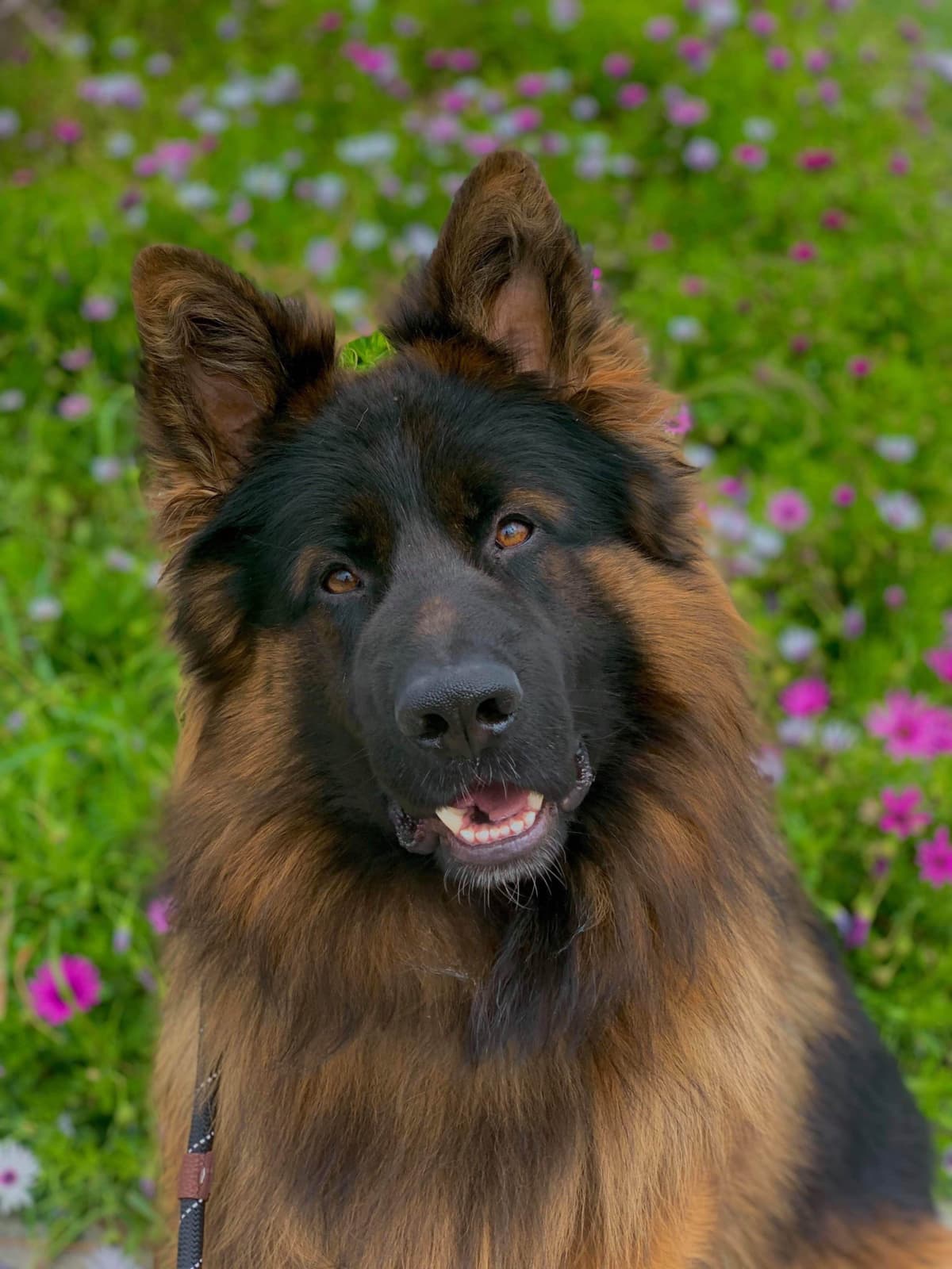 German Shepherd Dog Long coat FEMALE Puppy AVAILABLE breeder image 13
