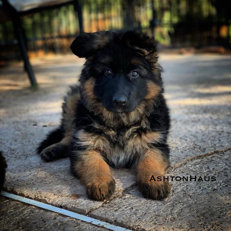 German Shepherd Dog Long coat FEMALE Puppy AVAILABLE breeder image 15