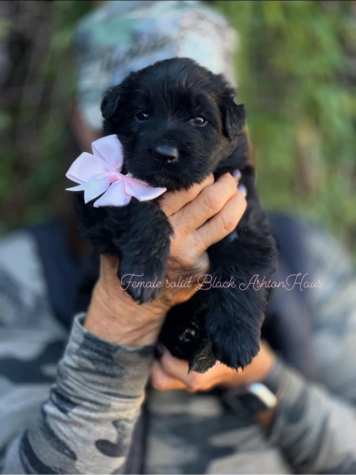 German Shepherd Dog Long coat FEMALE Puppy AVAILABLE breeder image 16
