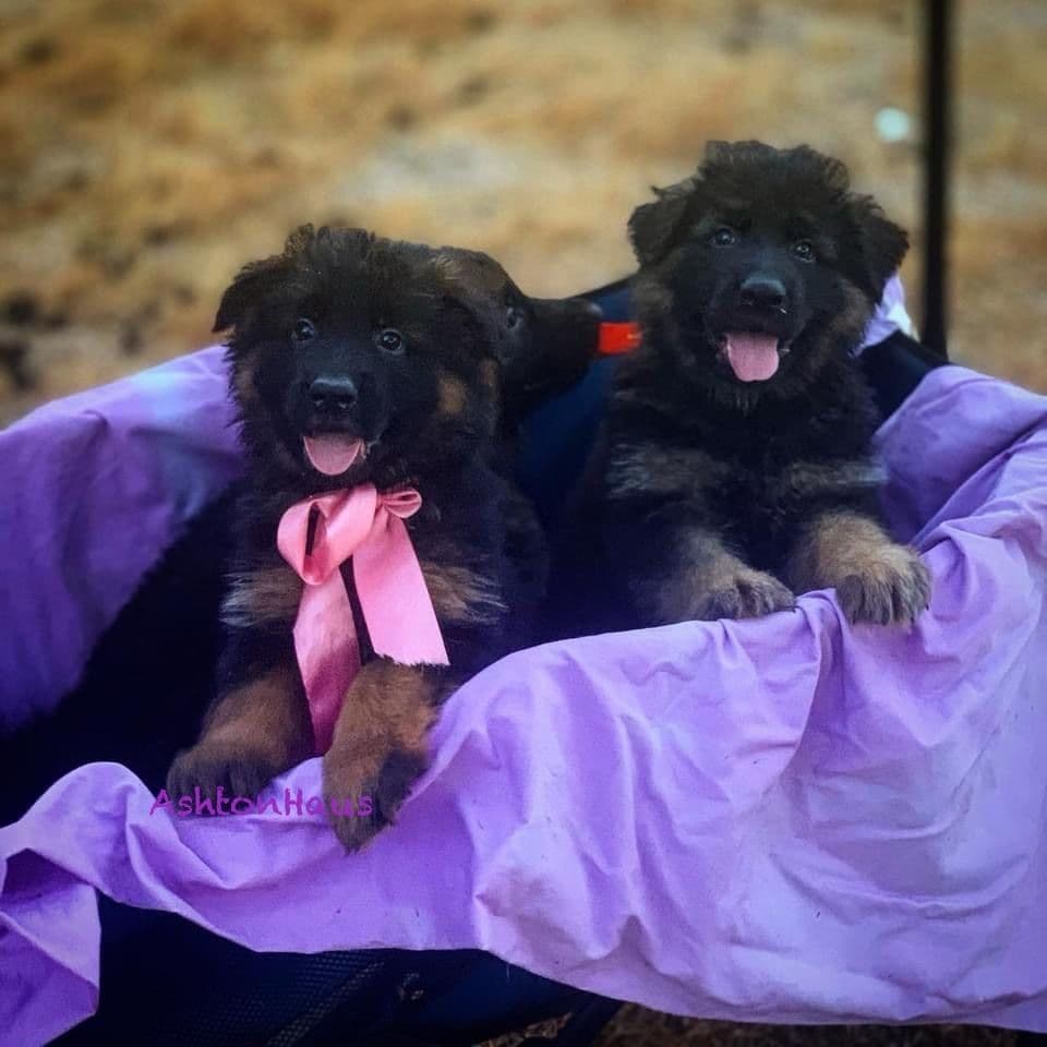 German Shepherd Dog Long coat FEMALE Puppy AVAILABLE breeder image 17