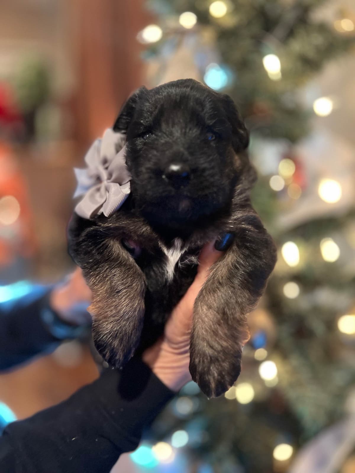 German Shepherd Dog Long coat FEMALE Puppy AVAILABLE breeder image 18