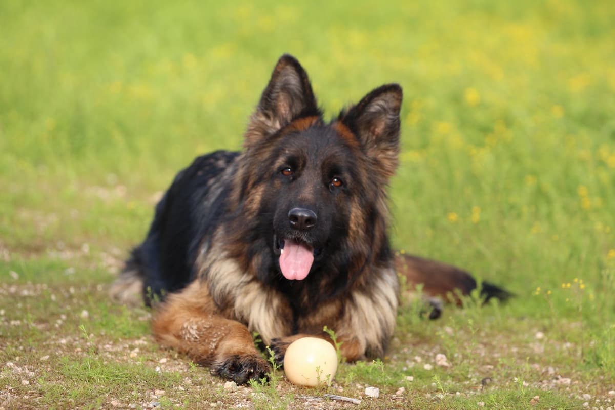 German Shepherd Dog Long coat FEMALE Puppy AVAILABLE breeder image 19