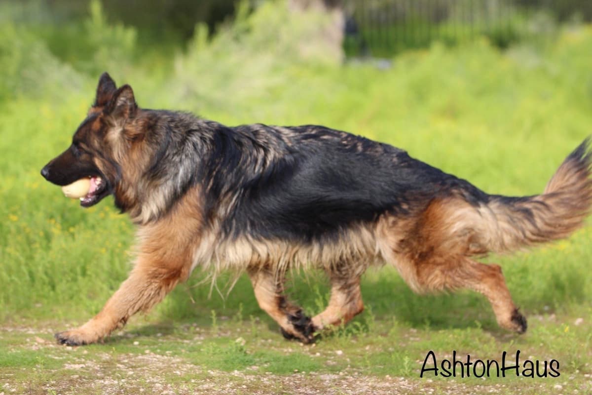 German Shepherd Dog Long coat FEMALE Puppy AVAILABLE breeder image 20