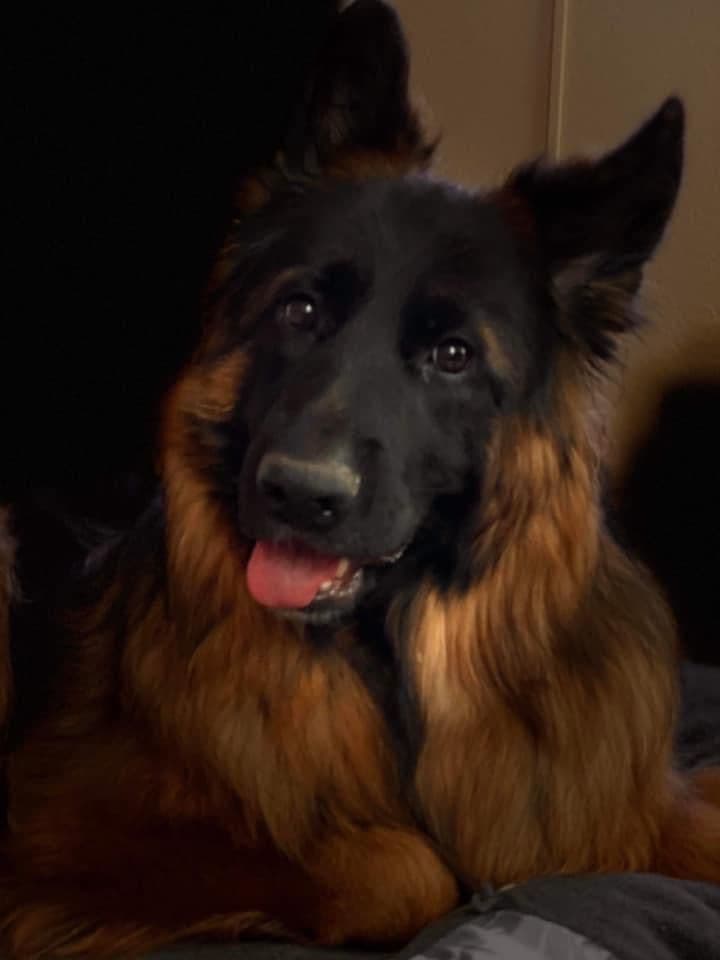 German Shepherd Dog Long coat FEMALE Puppy AVAILABLE breeder image 21