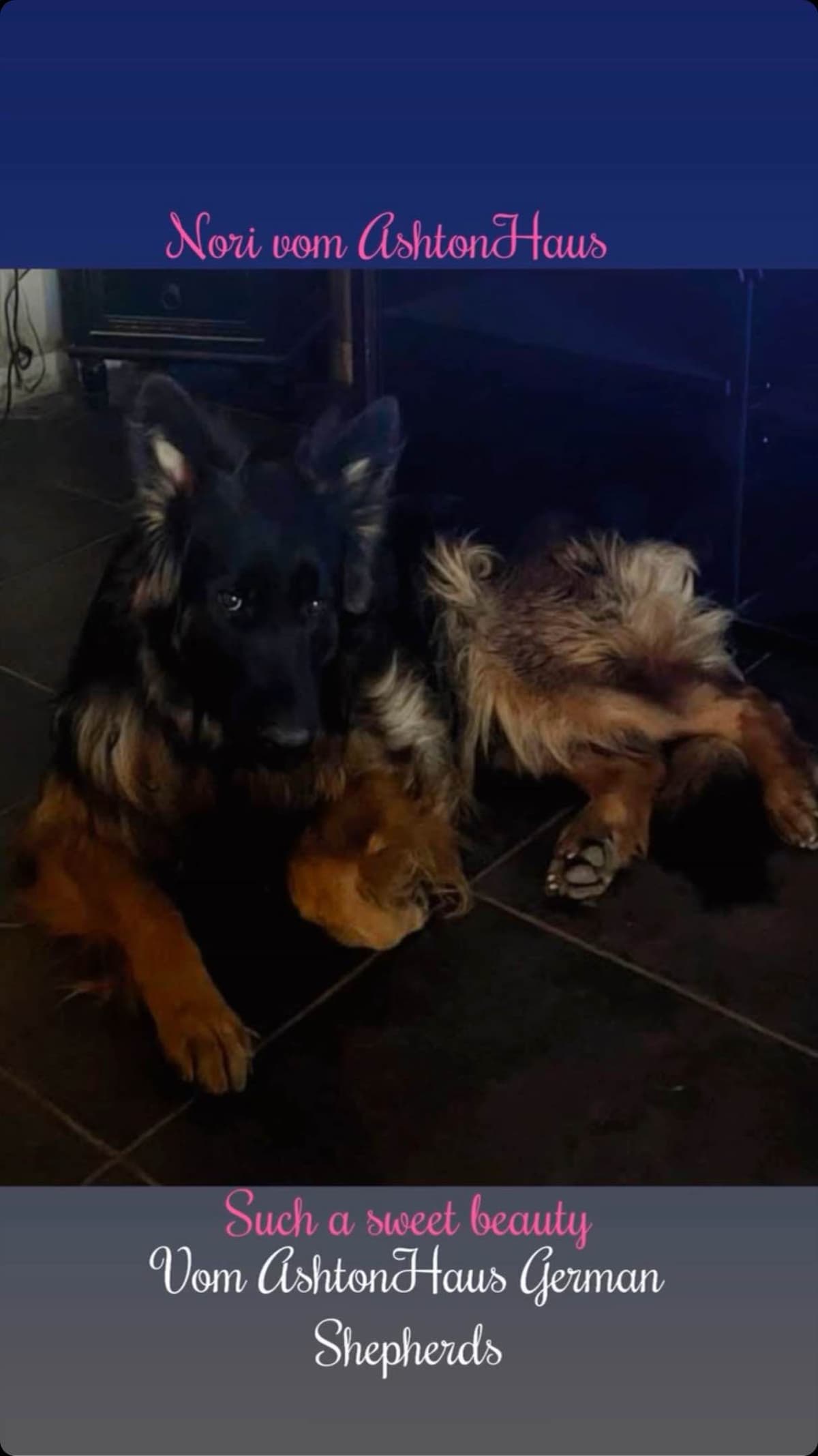 German Shepherd Dog Long coat FEMALE Puppy AVAILABLE breeder image 22