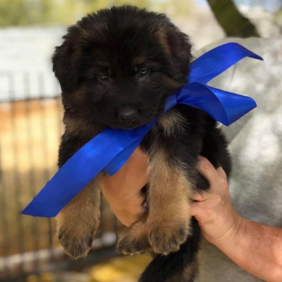 German Shepherd Dog Long coat FEMALE Puppy AVAILABLE breeder image 23