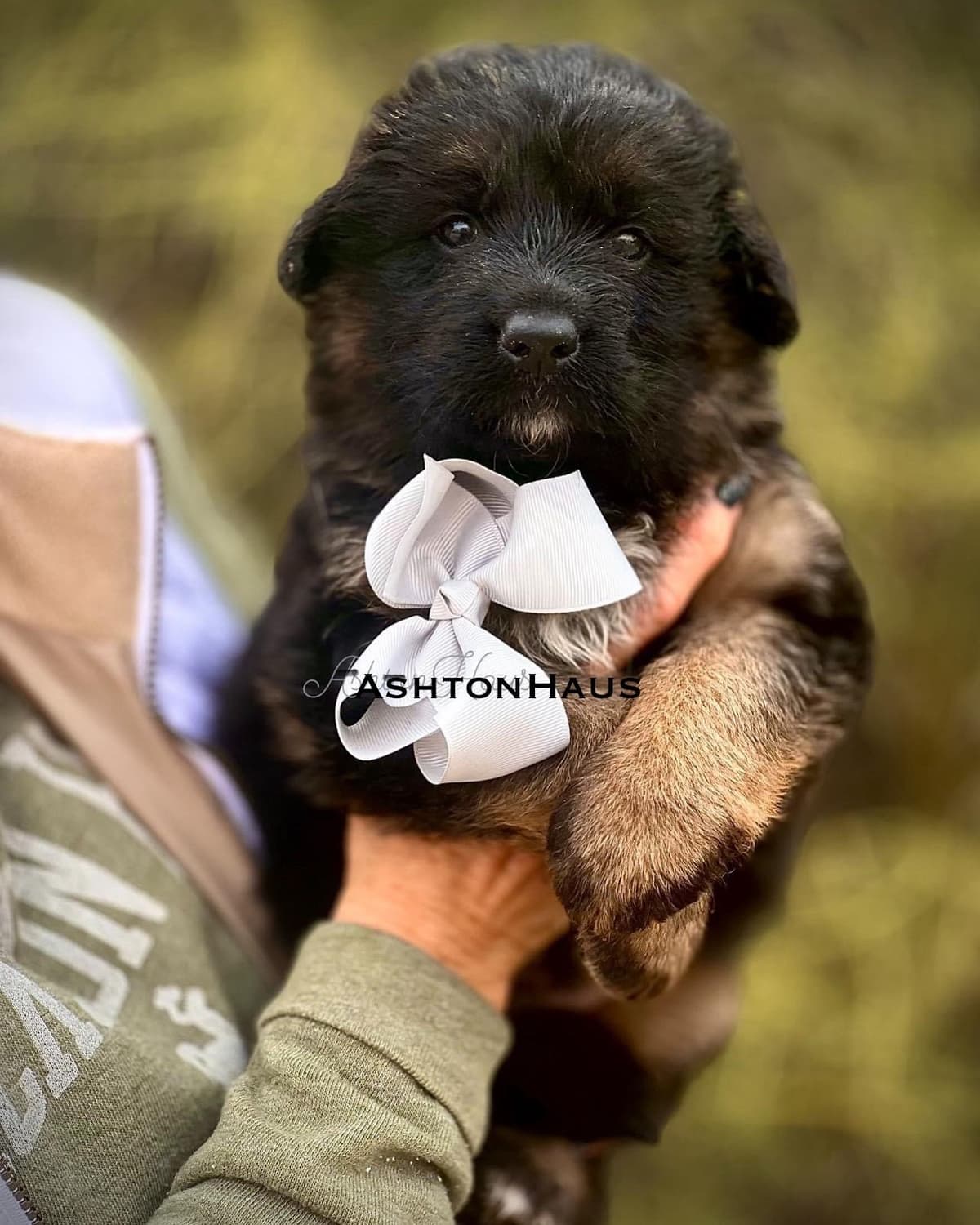 German Shepherd Dog Long coat FEMALE Puppy AVAILABLE breeder image 24