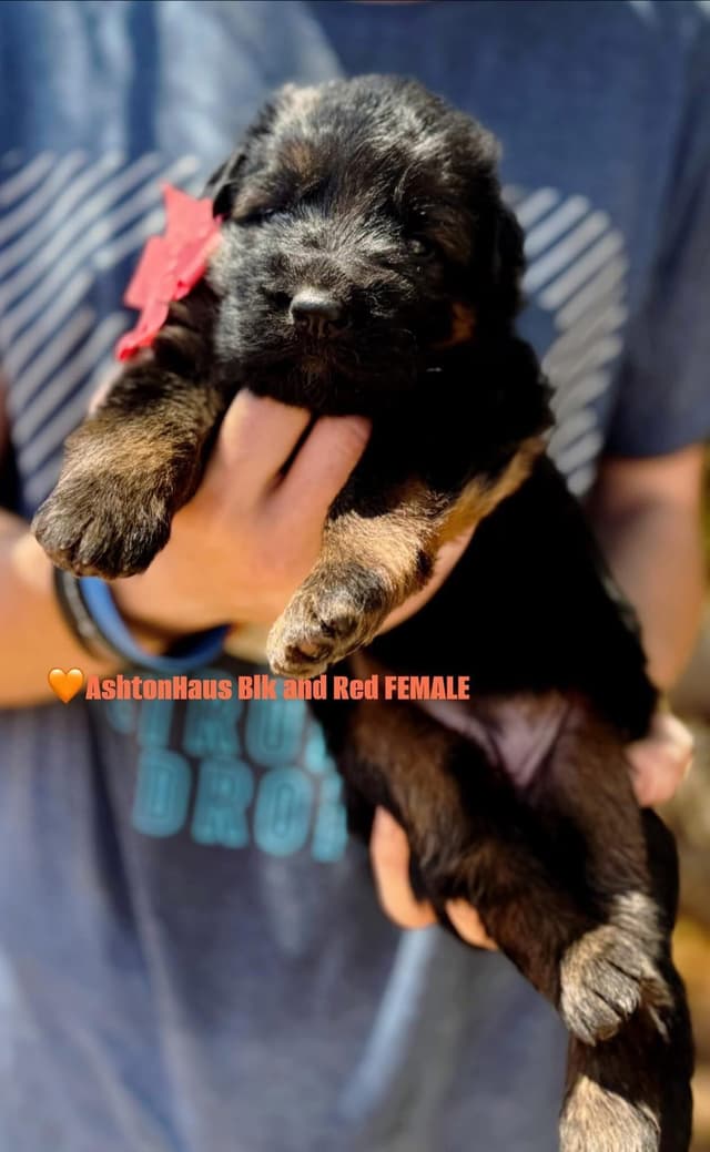 German Shepherd Dog Long coat FEMALE Puppy AVAILABLE media 2