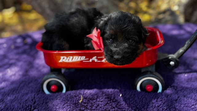 German Shepherd Dog Long coat FEMALE Puppy AVAILABLE media 4