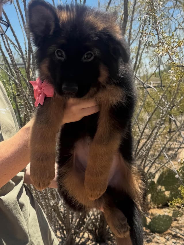 German Shepherd Dog Long coat FEMALE Puppy AVAILABLE media 5