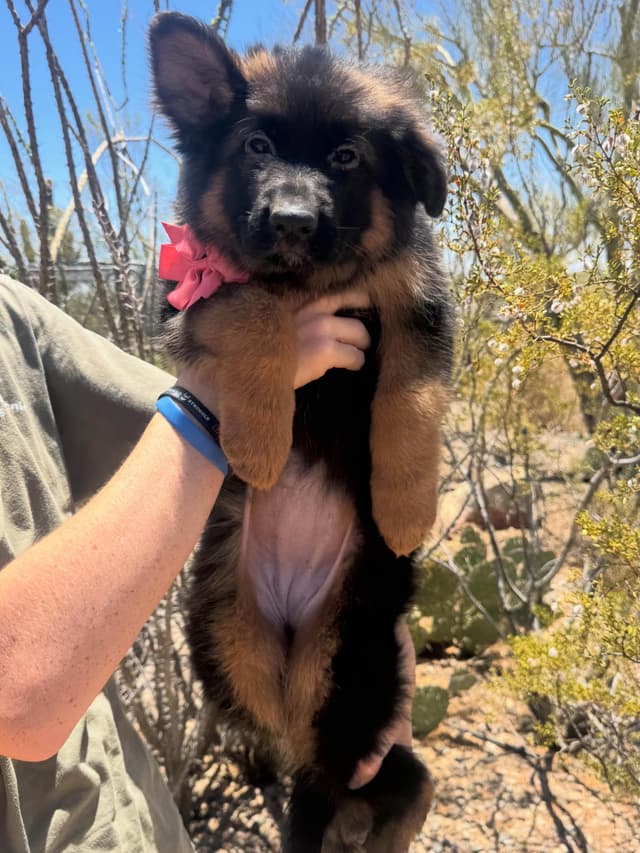 German Shepherd Dog Long coat FEMALE Puppy AVAILABLE media 6