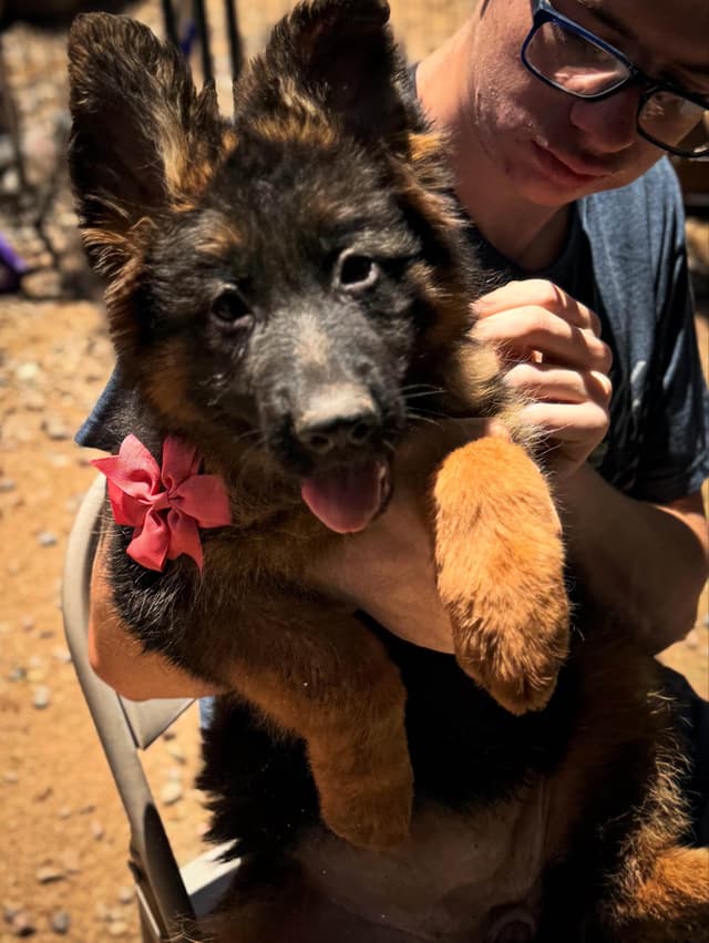 German Shepherd Dog Long coat FEMALE Puppy AVAILABLE media 7