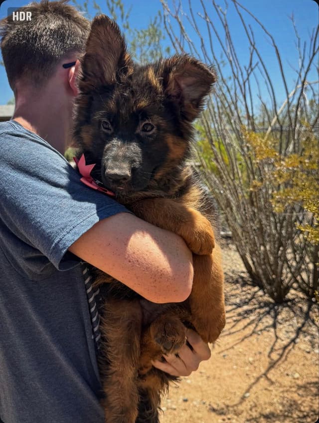 German Shepherd Dog Long coat FEMALE Puppy AVAILABLE media 8