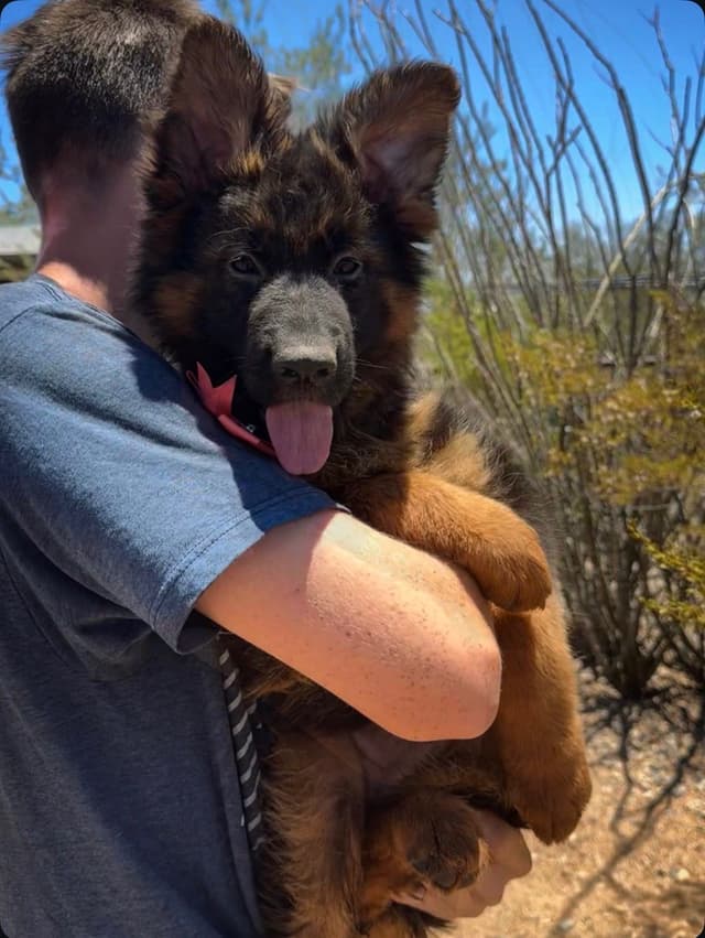 German Shepherd Dog Long coat FEMALE Puppy AVAILABLE media 9