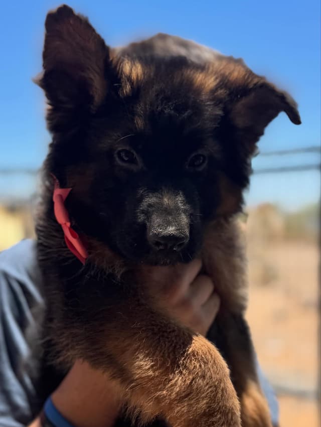 German Shepherd Dog Long coat FEMALE Puppy AVAILABLE media 10