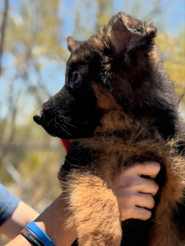 German Shepherd Dog Long coat FEMALE Puppy AVAILABLE media 11