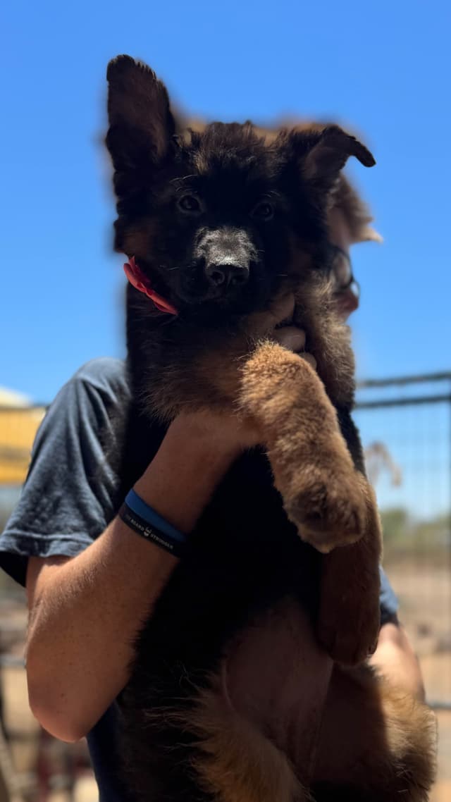 German Shepherd Dog Long coat FEMALE Puppy AVAILABLE media 13